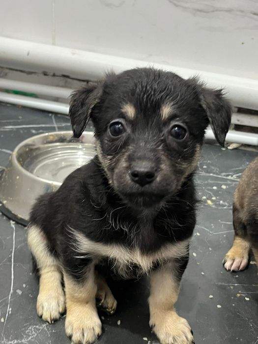 Отдам щенков бесплатно