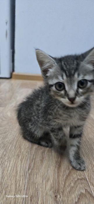 отдам котят мальчики