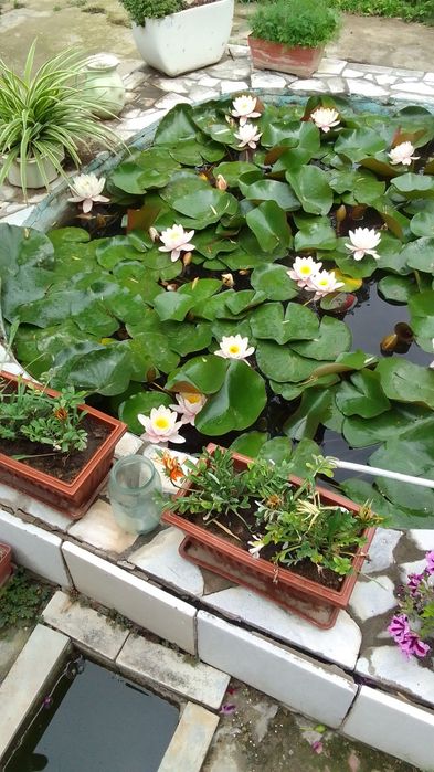 Дача 9 соток своя с кадастром