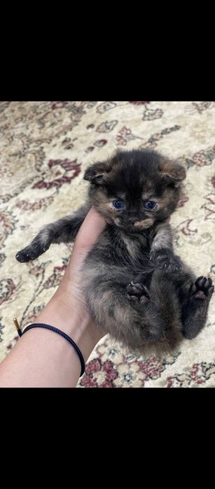 Продам породистых котят