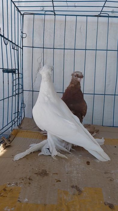 Голуби игровых кровей