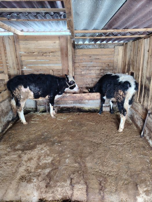 Город Шымкент...