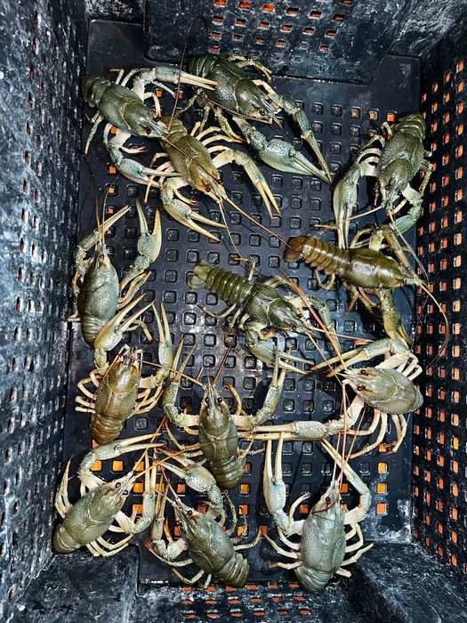 РаКи живые. Раки варёные.