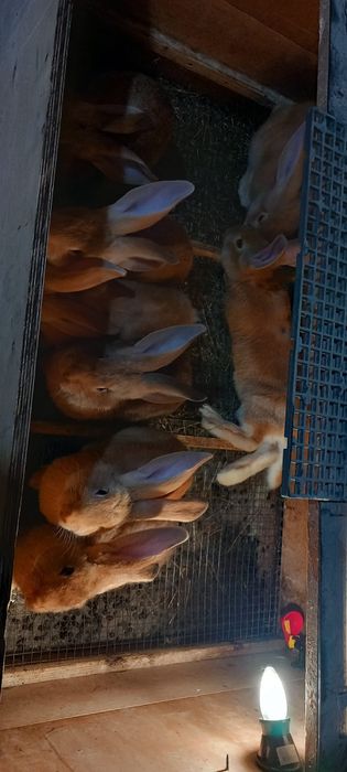 Iepuri urias german galben