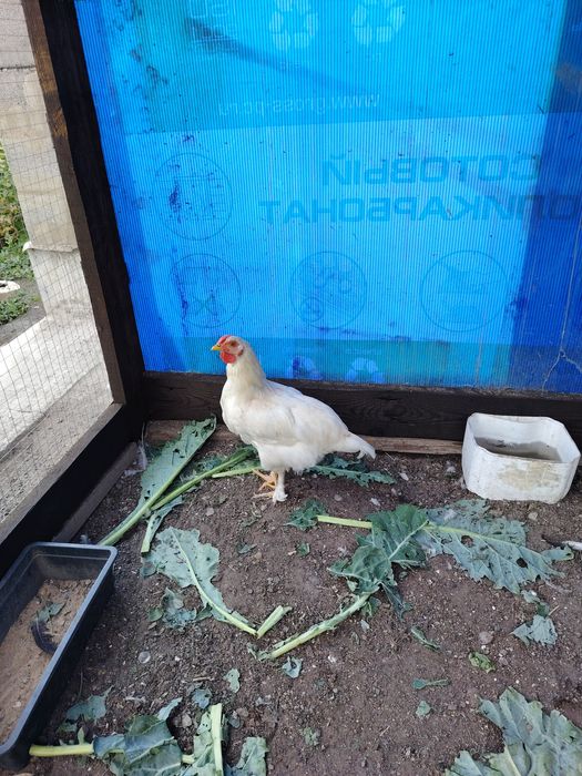 Продам петушков.