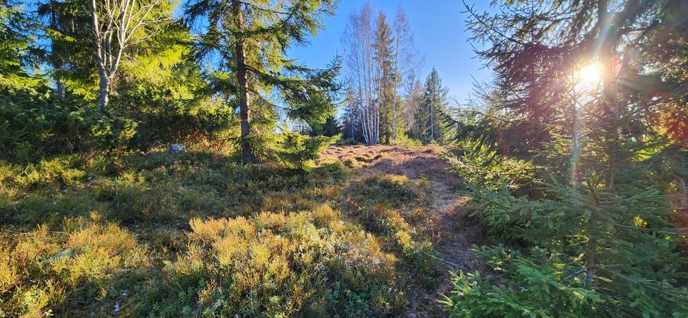 Teren Apuseni cota  1000m,