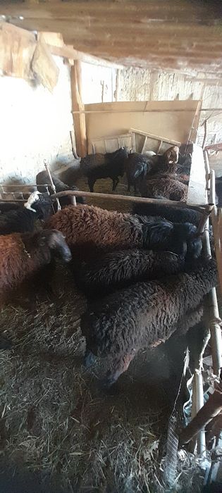 Кузила сотилади 24 соват дастафка