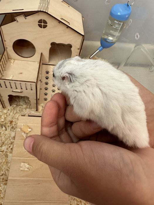 Продам хомяк джунгарский