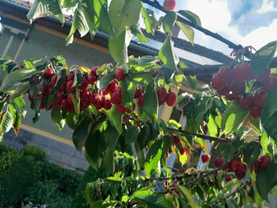 Cireșe mari și dulci bio din grădină proprie - Sacueni, Bihor