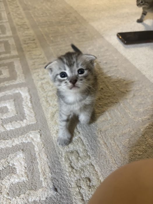 котята породистые