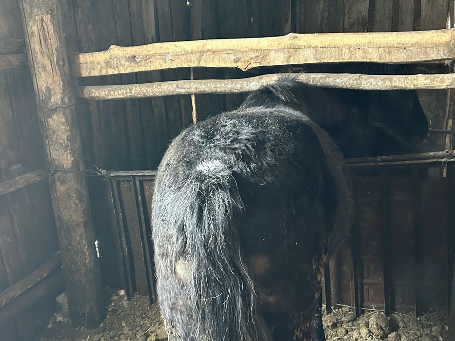 2 бас дөнен сатам семіртілген