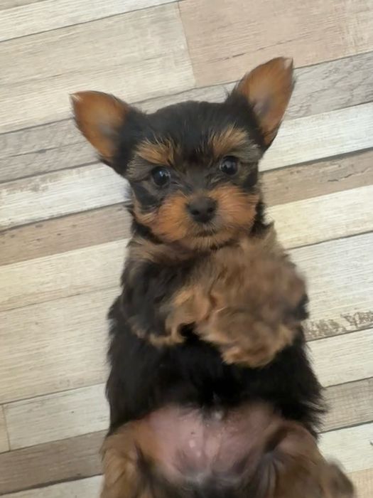 Йоркширски териер мъжки и женски