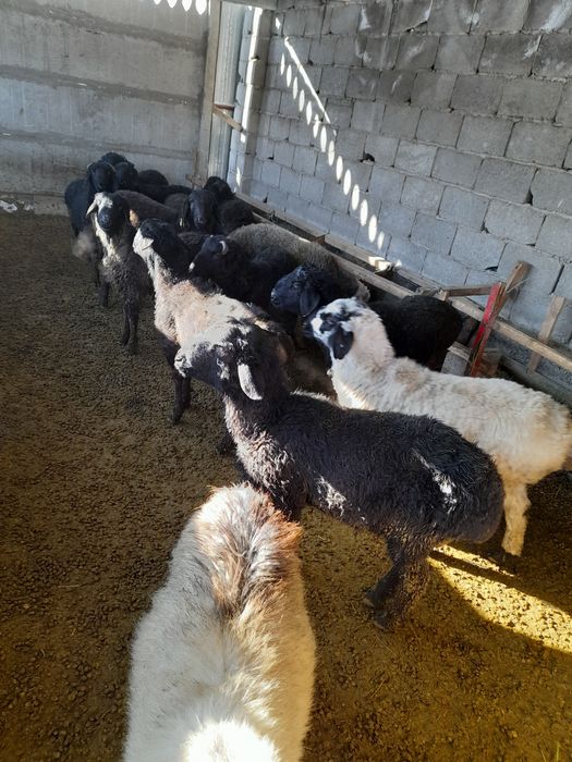 Бордақы қойлар сатылады