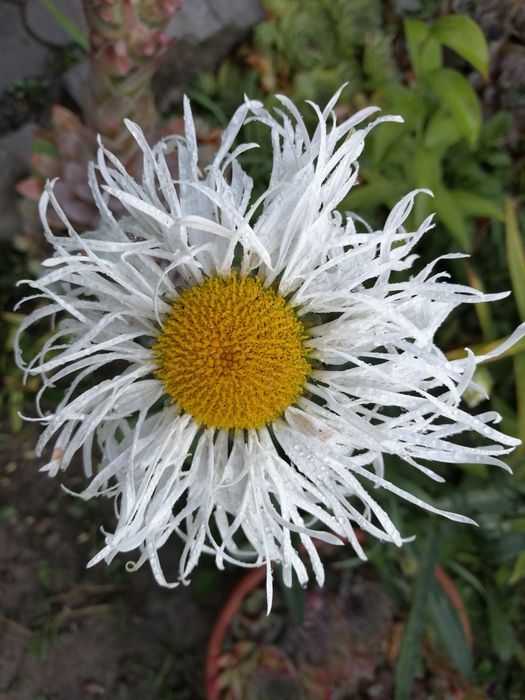 Продам садовые цветы