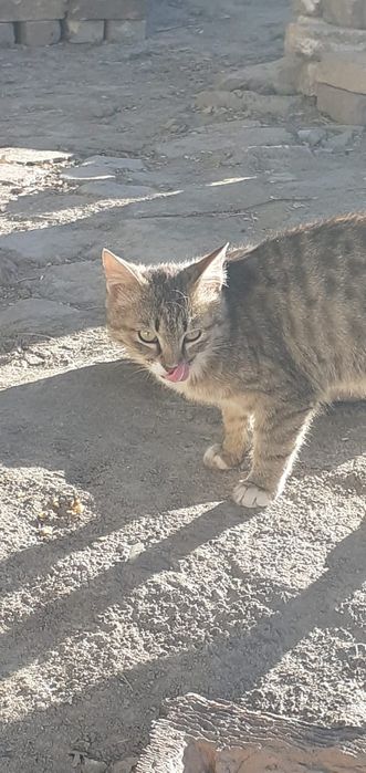 отдам кота в добрые руки