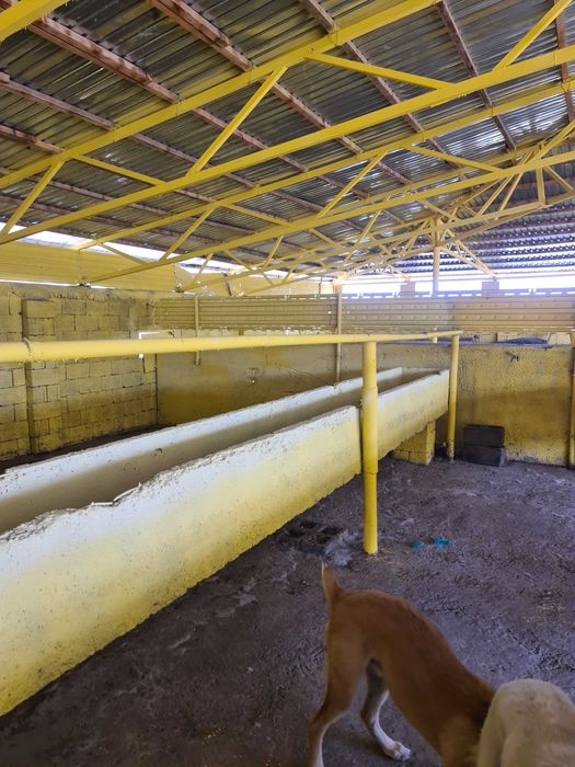 Откормочная база