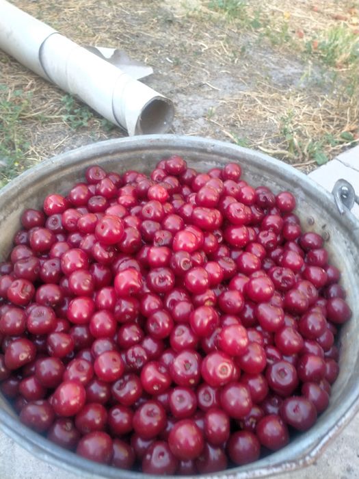 Шие вишня сатылады