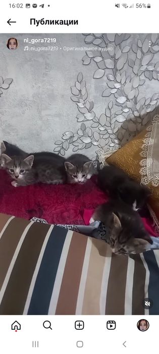 Котята с мамой отдам даром