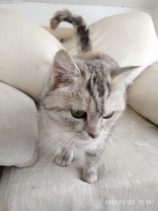 Невероятно красивая кошка ищет хозяев