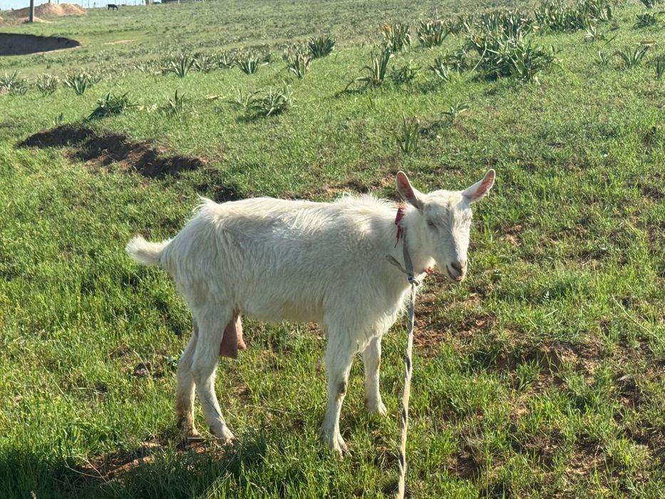 1  ешки 2 лагымен сутти