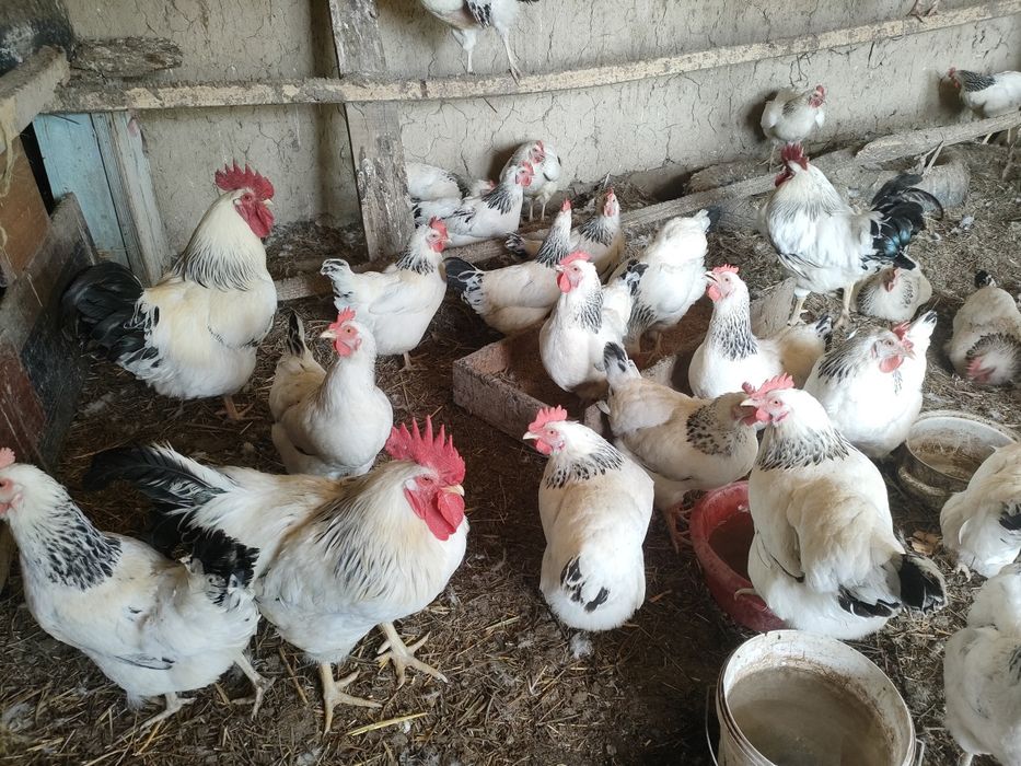 Адлер Яйцо инкубациялык