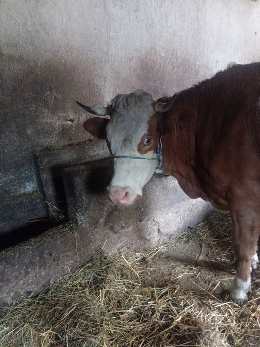 Vând vaca de 4 ani