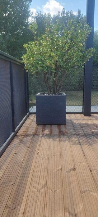 Inchiriere plante ornamentale pentru evenimente