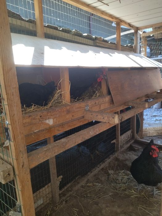 Qora shaxzoda tuxumlari