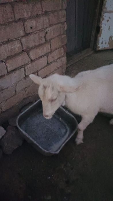 Продаются козлята и козы