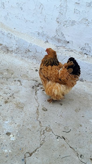 GIGANT SVETLI BRAMA xo‘rozla sotiladi