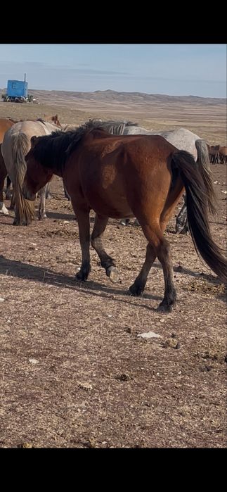 Соғым (дөңежін бие)