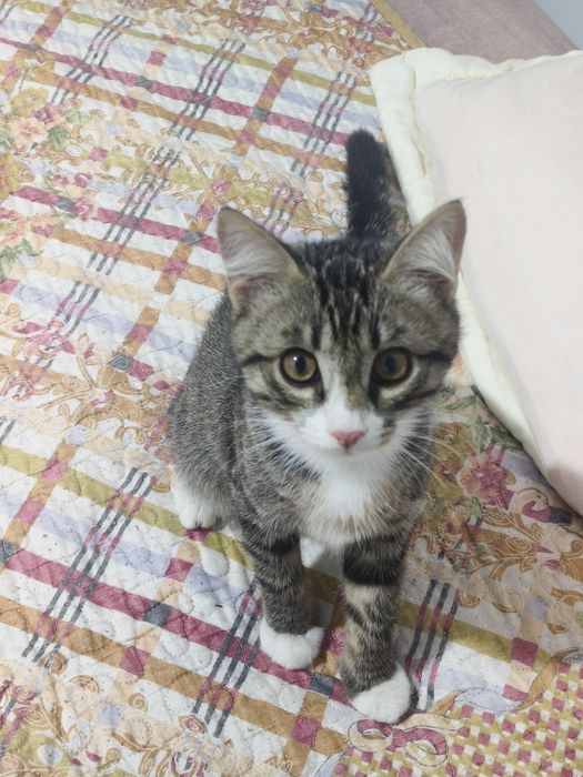 Отдаём котёнка в ответственные руки