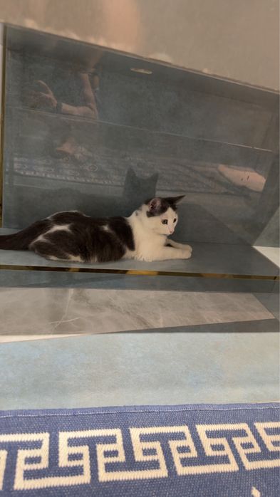 Котенок Британец