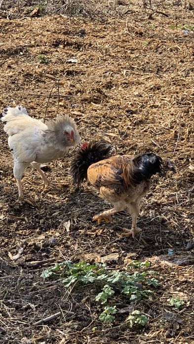 4 ta sogʻlom xoʻroz sotiladi