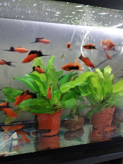 Продажа аквариумных рыб