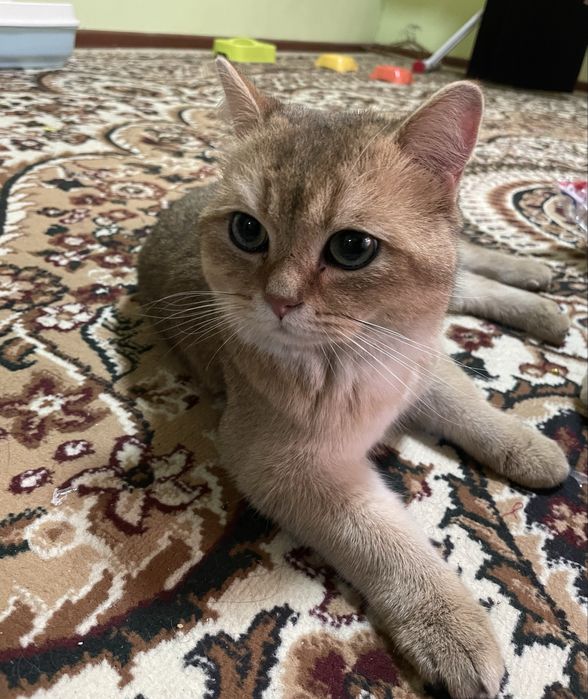 vyaska!qiz muwulani taklif qladi zalataya shinshila zdaroviy opitnoy