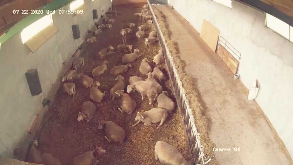 Berbeci Ile de France rasa de carne cu pedigree,certificat.