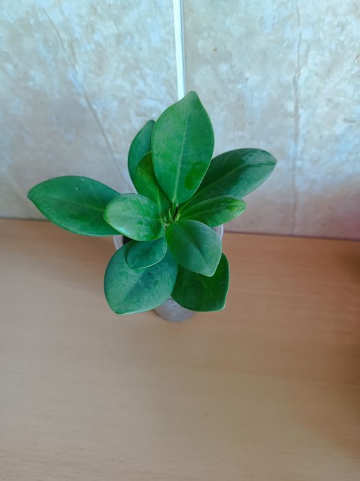 Фикус тинеки, лавли, мокламе
