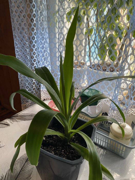 Продам комнатные цветы.