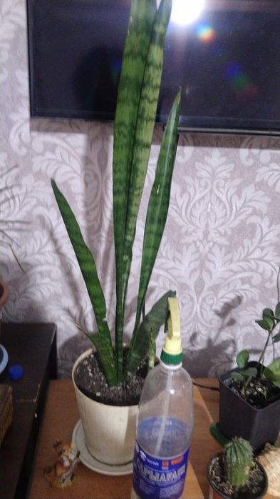Продаю цветы для дома и офиса