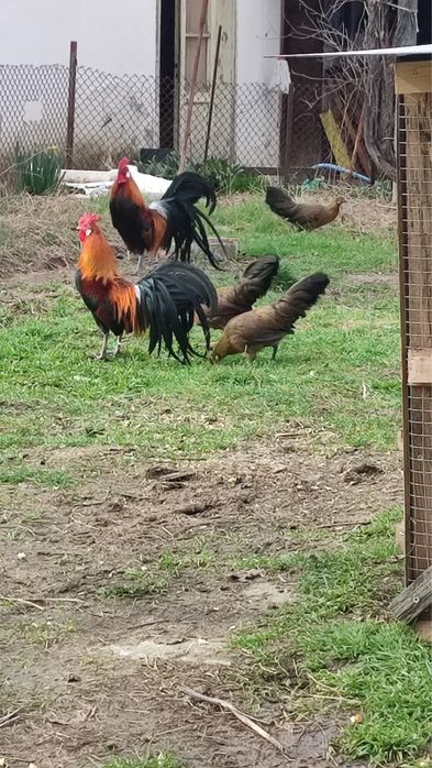 Oплодени яйца - порода Японски феникс