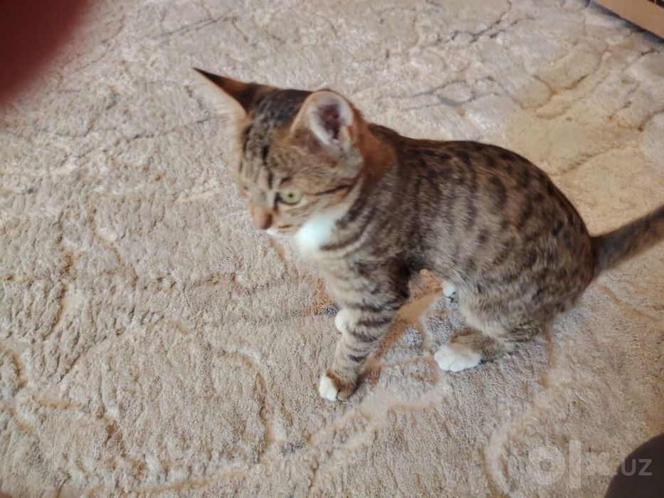 Кошка, котёнок mushukcha в добрые руки