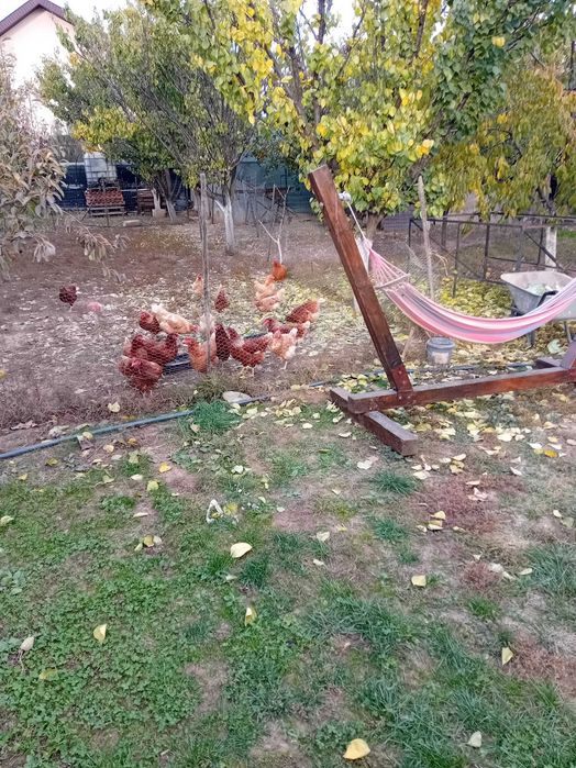 Oua de vânzare de la găini crescute liber