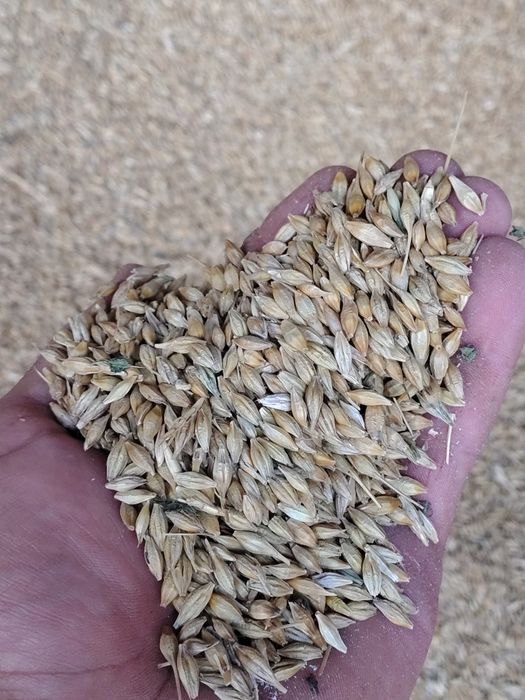 Vând orz și triticale