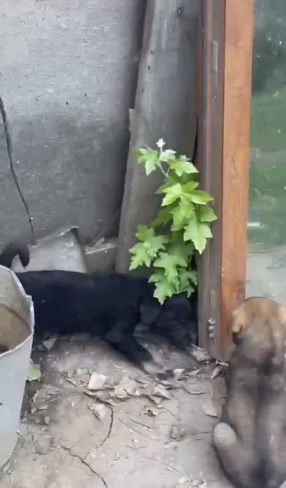 Отдам щенков в добрые руки