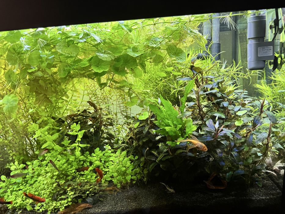 Bucephalandra diferite specii