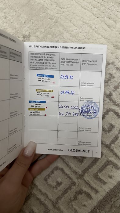 щенок шпиц девочка
