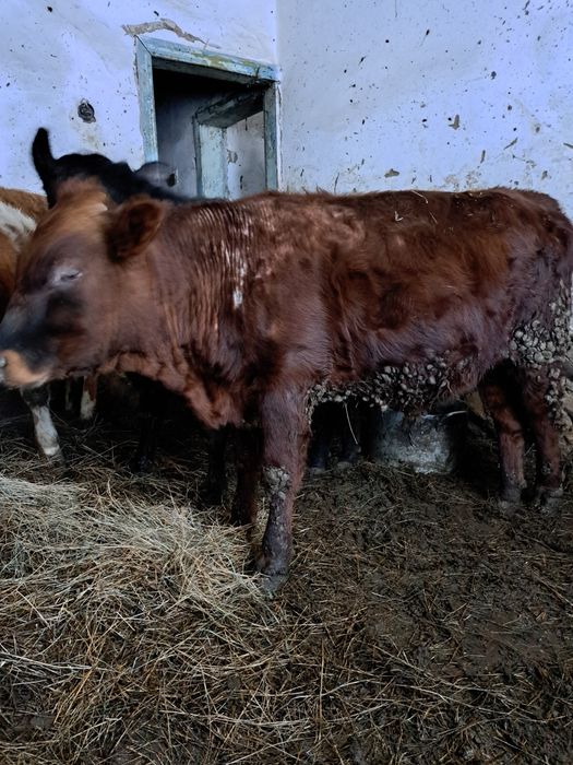 Продам быка на доращивание