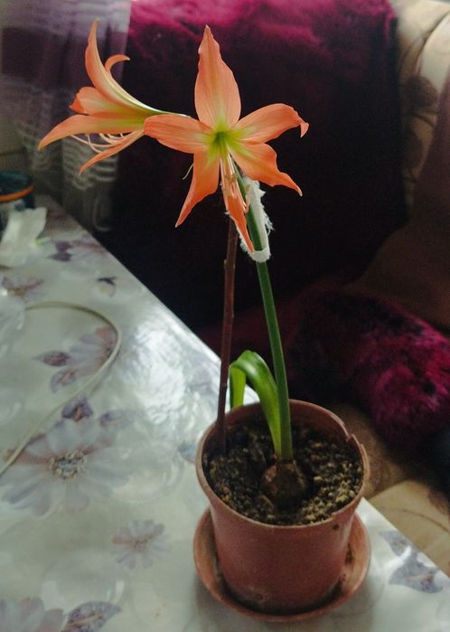 Амариллис взрослая луковица