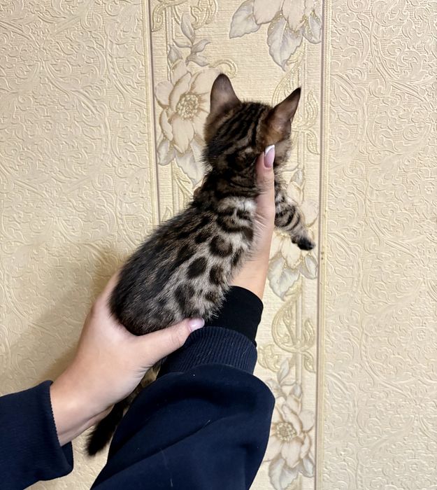 Продаются девочки Бенгалы original